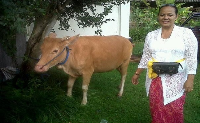 Dr. Ir. Ni Made Ayu Gemuh Rasa astiti, M.P. bersama sapi bali.(ist)