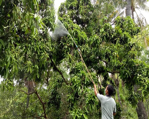 MANGGA - Penyemprotan metharizium atau pestisida organik pada tanaman mangga di Desa Tembok. (dok radar bali)