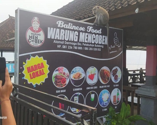 MONYET - Monyet liar di kawasan dermaga Eks Pelabuhan Buleleng. (ist)