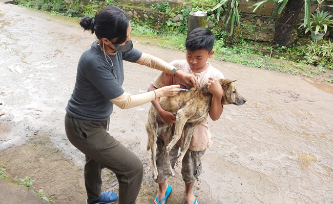Vaksinasi anjing di Buleleng. (eka prasetya/radarbali)