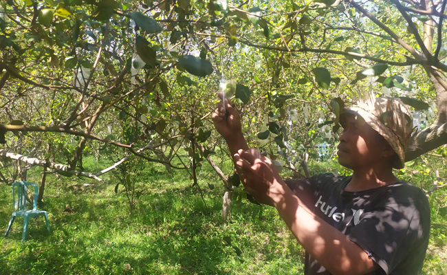 Kadek Marsona, 43, membudidayakan putsa atau apel India di Banjar Rening, Desa Baluk, Kecamatan Negara, Jembrana, Bali. (m. basir/radar bali)