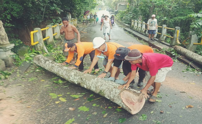 Warga meminggirkan pohon yang tumbang menghalangi jalan di jembatan Jalan Raya Desa Dawan Kaler, Klungkung, Rabu (1/6). (ist)