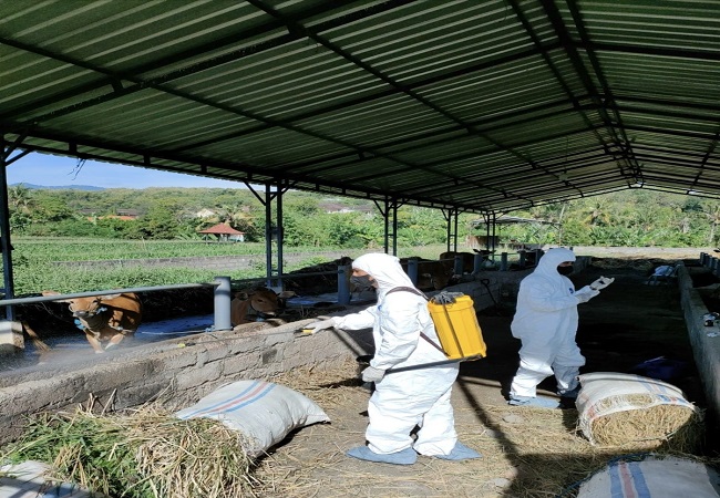 Penyemprotan disinfektan di kandang sapi yang terinfeksi virus PMK. (Dinas Pertanian  Buleleng)