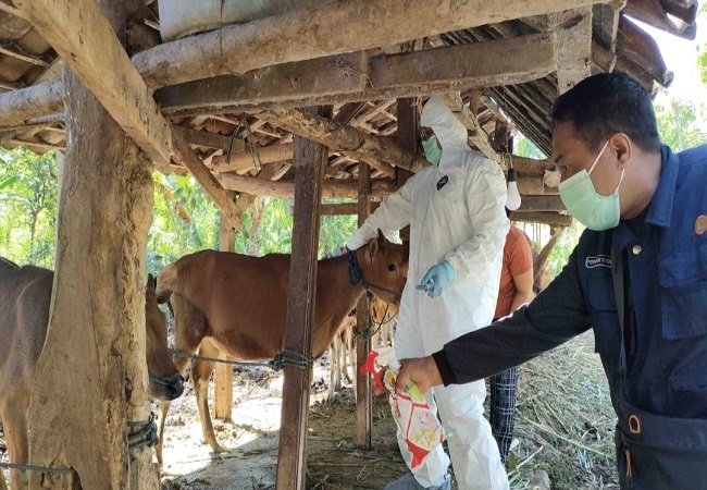 Proses pemberian vaksin PMK pada sapi. (dok radar bali)