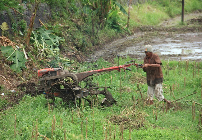 Petani bajak sawah di Desa Banjarasem. (Eka Prasetya)