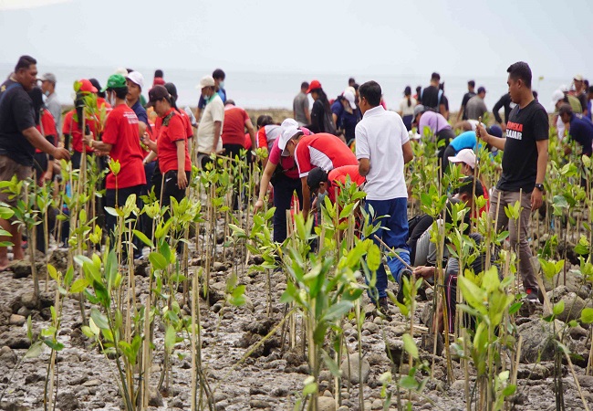 Penanaman mangrove di Desa Pemuteran belum lama ini. (Eka Prasetya)
