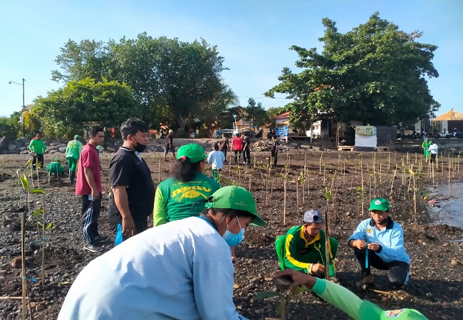 Proses penanaman bakau di Pantai Pidada dan Pantai Camplung. (Eka Prasetya)