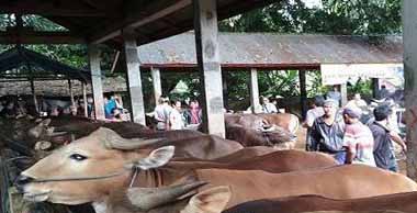 DISAMBUT GEMBIRA : Suasana Pasar Hewan Beringkit sebelum ada kasus PMK. Setelah sempat ditutup untuk pencegahan PMK segera dibuka lagi (foto : dok.radar bali).