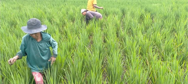 KAGET : Petani Subak Jatiluwih I Gede Putu Suparka yang menunjukkan tanaman padi miliknya diserang hama tikus (foto : juliadi/radar bali).