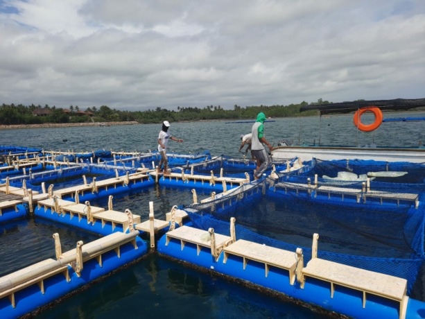 BISA BERSERI LAGI : Panen ikan kerapu beberapa waktu lalu dari keramba jaring apung (KJA) yang dikelola Kelompok Manik Segara Desa Candikusuma, Kecamatan Melaya. (m.basir/radar bali)