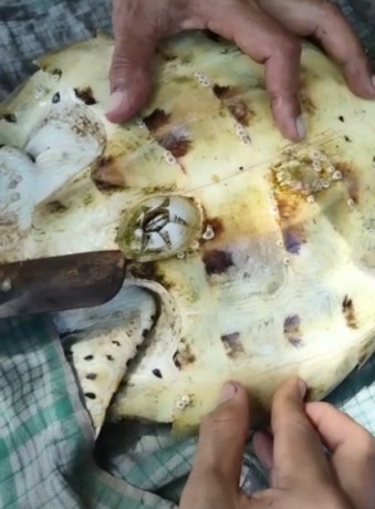 BANYAK PARASIT : Penyu sisik yang sempat terjerat jaring nelayan dibersihkan dari parasit yang menempel. (KPP Kurma Asih untuk radar bali)