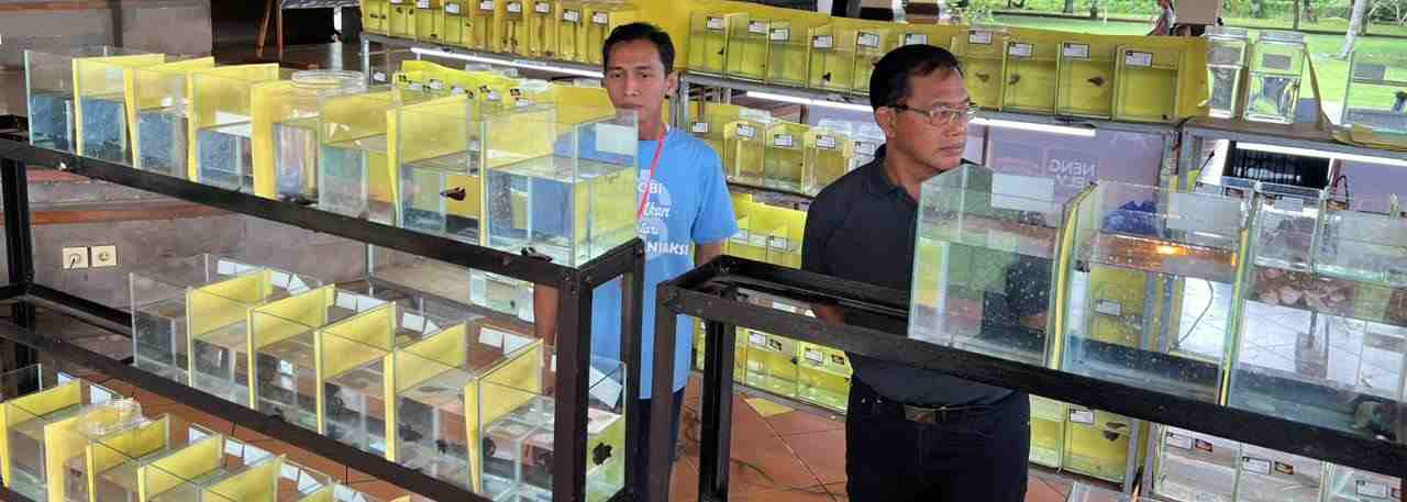 IKAN HIAS SEJUTA UMAT:  Kontes Ikan Cupang di Wantilan Jaba Pura Lingga Bhuwana Puspem Badung, Minggu (25/12/2022). (foto: istimewa)