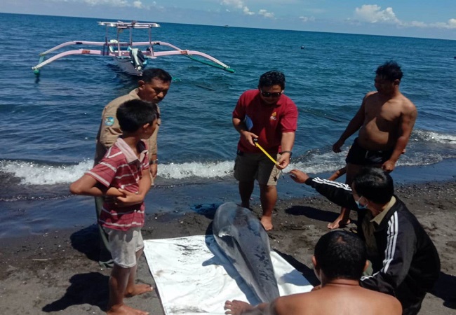 Bangkai lumba-lumba yang ditemukan di Pantai Penimbangan. (Foto Pokmaswas Penimbangan Lestari)