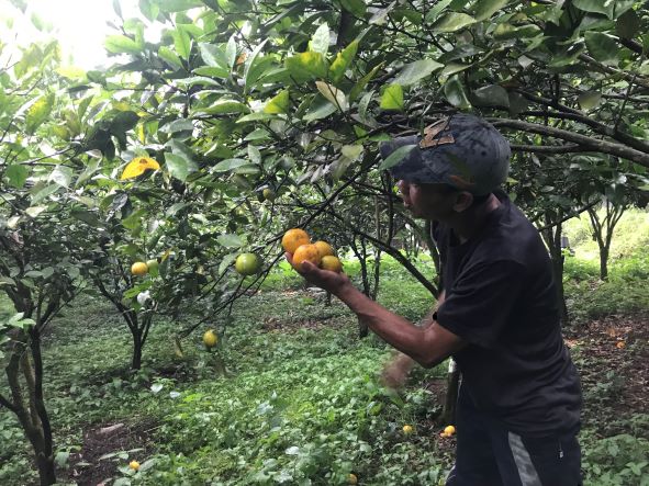 TERANCAM: Petani jeruk di Banjar Dinas Untalan, Desa Jungutan, Kecamatan Bebandem terancam mengalami gagal panen.    Salah seorang petani jeruk di Banjar Dinas Untalan, Putu Rio mengatakan, kondisi curah hujan yang tinggi mengakibatkan daun bunga jeruk ro