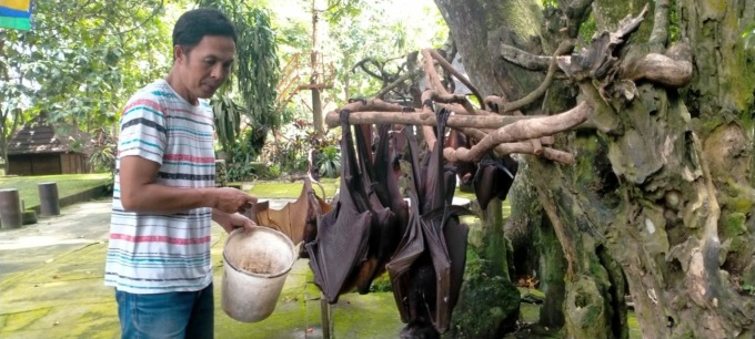 UNIK: I Wayan Nurata Pelihara Kelelawar Malah Jadi Tambang Rezeki bagi diri dan keluarganya.