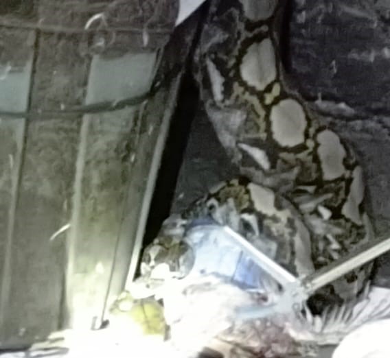 BIKIN KAGET: Ular piton sepanjang 3 meter yang masuk dan menelan ayam dalam kandang di Tabanan Kamis (8/12/2022)