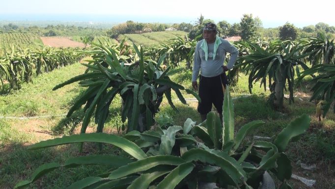 ANDALAN: Perkebunan Buah Naga di Desa Bulian Kubutambahan yang dulu gersang kini buah naga jadi andalan utama masyarakat.