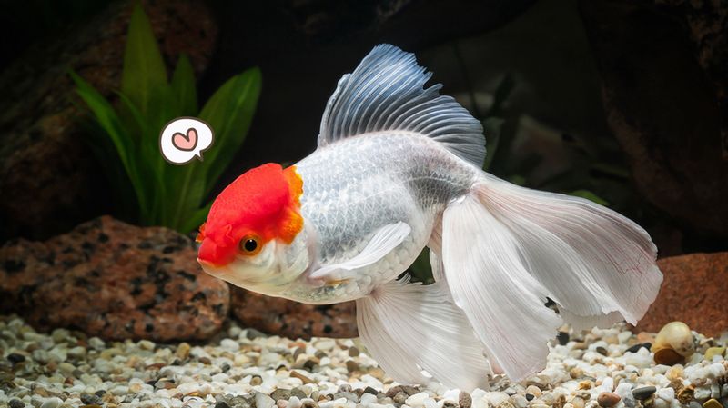 MENAWAN: Salah satu ikan mas koki yang ikut kontes.