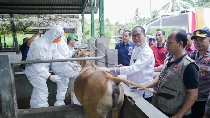 TERNAK SEHAT: Wabup Ketut Suiasa dalam Kick Off Vaksinasi Booster PMK Nasional secara daring di Sentra Pembibitan Ternak Sapi Sobangan Mengwi, Sabtu (28/1). (HUMAS PEMKAB BADUNG FOR RADAR BALI) 