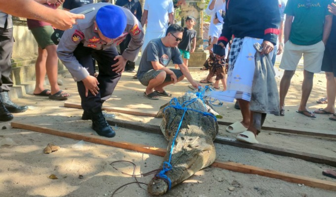 TERNYATA JENIS BUAYA GANAS : Buaya muara yang ditangkap di kawasan depan Hotel Padma, Legian, Kuta, Badung. (foto: istimewa)