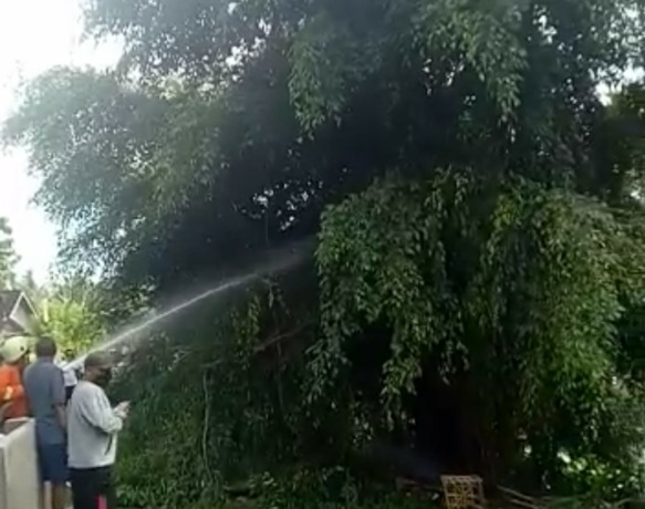 GOSONG: Kabel listrik yang terbakar membakar pohon beringin di Desa Yehembang Kangin. (radar bali photo)