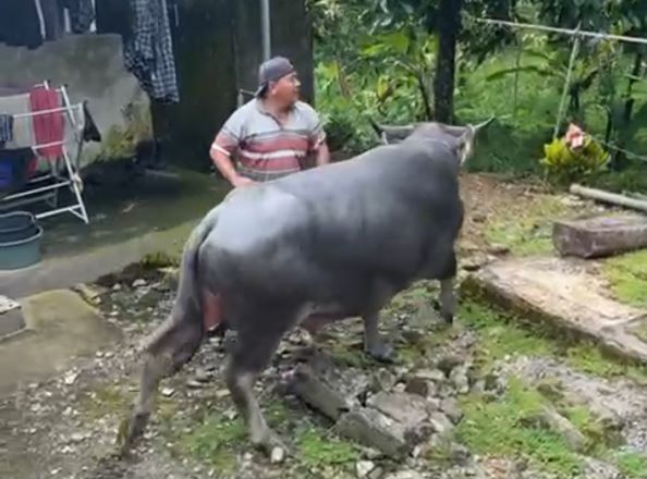 LESTARIKAN TRADISI: Tradisi nampah kebo Desa Adat Asahduren, Kecamatan Pekutatan, jelang Hari Raya Galungan dan Kuningan, Senin (2/1)