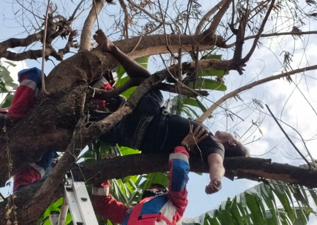 BEBASNYA ORANG MABUK : Pemuda berinisial MRS, tertidur pulas di pohon di Jalan Tiang Bendera V, Roa Malaka, Tambora, Jakarta Barat. (foto: Polsek Tambora Jakarta Barat/jawapos.com)
