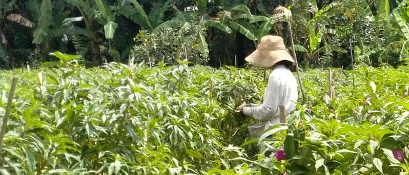 PANEN SETIAP SAAT: Petani bunga pacah Ni Wayan Murti asal Banjar Dinas Jelantik, Desa Apuan Baturiti, Tabanan.(foto:juliadi/radar bali)