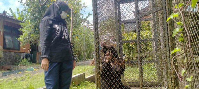 WAJIB SEPENUH HATI : Manajer Bali Wildlife Rescue Center PPS Tabanan Bali drh. Noviani Rini yang menunjukkan beruang madu yang selamatkan dan kini masih masa rehabilitasi di Wildlife Rescue Center Pusat Penyelamatan Satwa (PPS) Tabanan Bali. (foto:juliadi