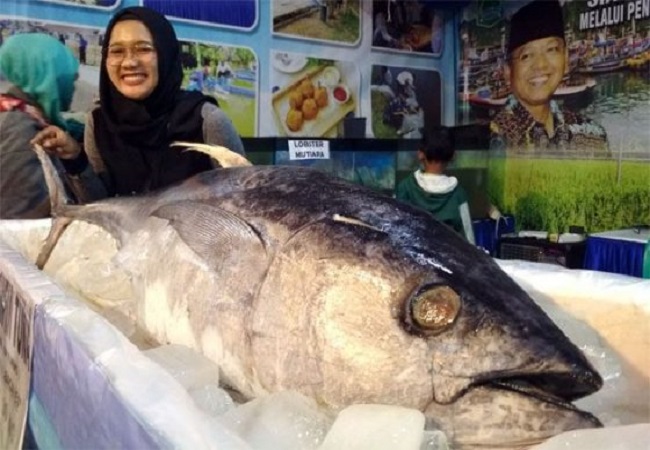 Ilustrasi ikan Tuna. (dok JawaPos.com)