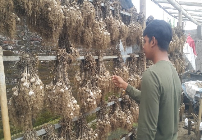 Hasil panen bawang putih di Desa Wanagiri. (Eka Prasetya)