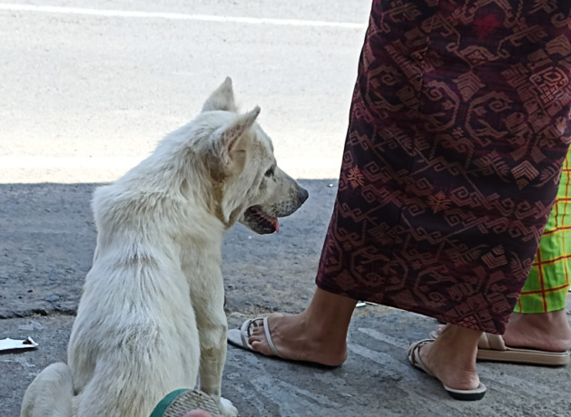 ANJING GILA: Salah satu anjing liar di Denpasar. Foto: Adrian Suwanto/Radar Bali