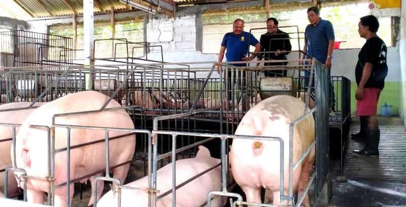 SUDAH SIAP POTONG : Babi-babi siap potong ini bakal dikirim peternak yang tergabung dalam wadah Perkumpulan Peternak Hewan Monogastrik Indonesia (PHMI) cabang Tabanan.(foto:juliadi/radar bali)