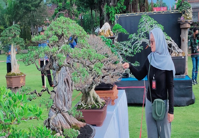 Ratusan tanaman bonsai dipamerkan di Taman Kota Singaraja. Tercatat ada 280 buah tanaman bonsai berbagai jenis dan berbagai ukuran yang dipamerkan.  (Eka Prasetya)