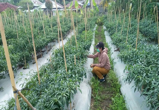 Komoditas cabai merah di Buleleng. (Eka Prasetya)