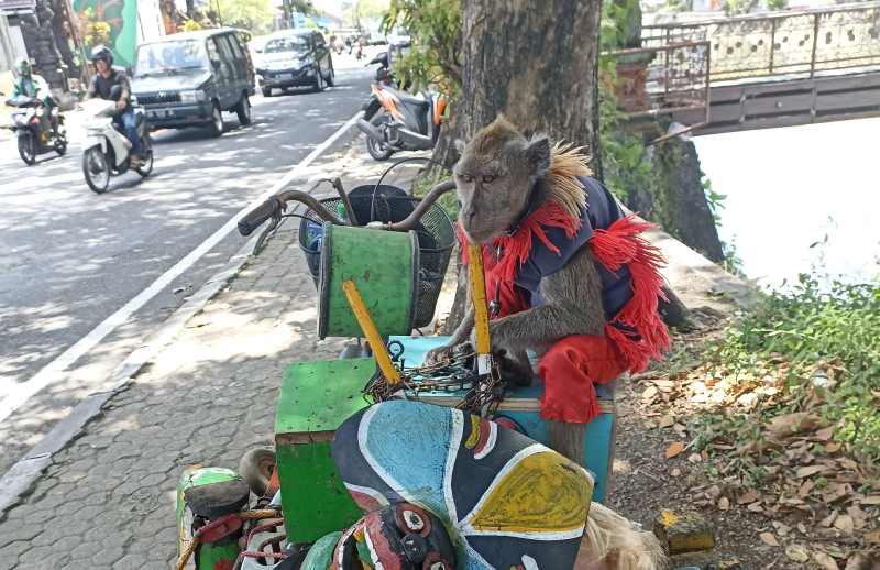 MASIH DIPEKERJAKAN: Topeng monyet keliling ada ada. Monyet atraksi saat difoto di Jalan Imam Bonjol, Denpasar. (FOTO: ADRIAN SUWANTO/RADAR BALI)