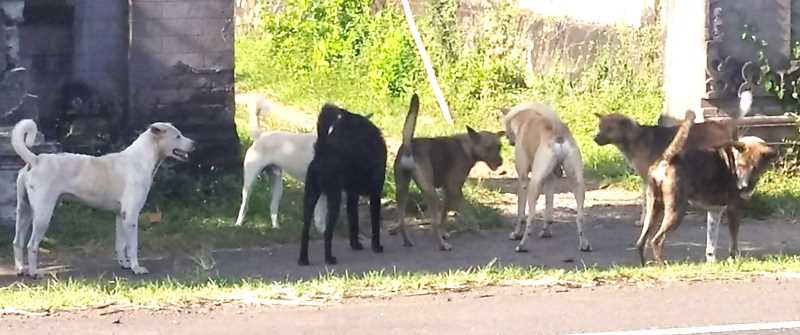 TAK BERKALUNG : Sekumpulan anjing di wilayah Desa Banyubiru, diduga belum divaksin karena tidak berkalung merah sebagai tanda bahwa anjing sudah divaksin. (m.basir/radar bali)