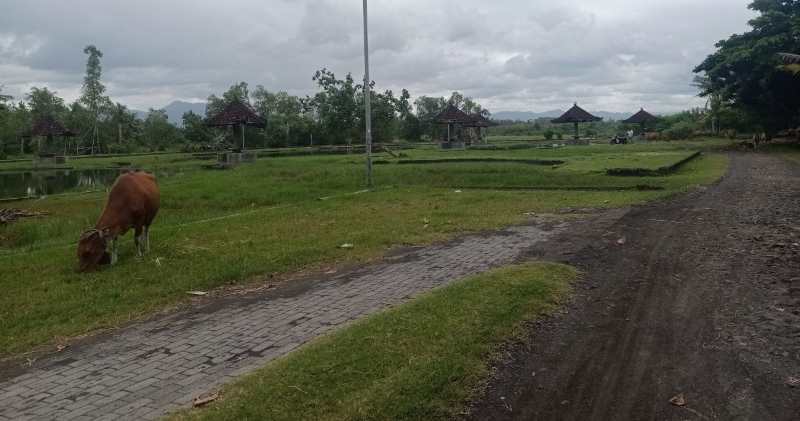 JADI TEMPAT GEMBALAAN SAPI : Kolam rekreasi di Desa Delodberawah yang terbengkalai.(m.basir/radar bali)