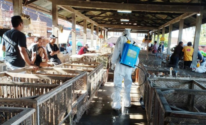 WAJIB STERIL: Petugas dari Disperpa Badung saat melakukan penyemprotan disinfektan di Pasar Hewan Beringkit,(5/3/2023)