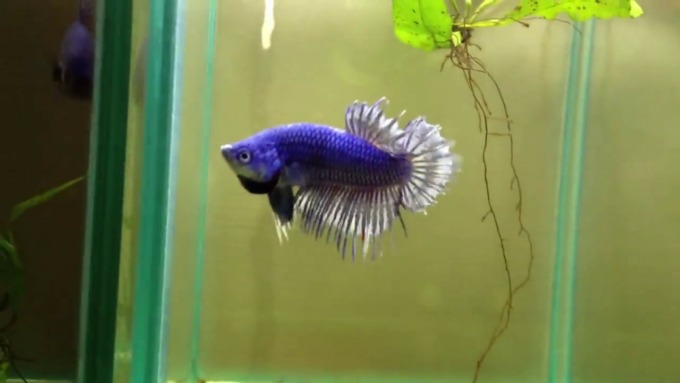 INDAH: Inilah penampakan ikan Cupang crowntail plakat yang sedang jadi incaran banyak penghobi ikan hias