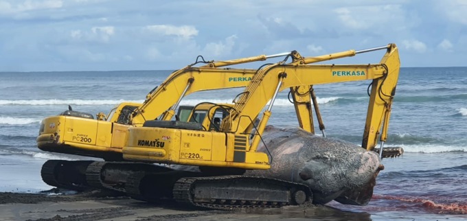 TUNGGU SURUT: Sebanyak dua unit alat berat dikerahkan untuk mengubur bangkai paus sperma yang terdampar di Pantai Yeh Leh. Proses penguburan sempat terkendala air pasang.
