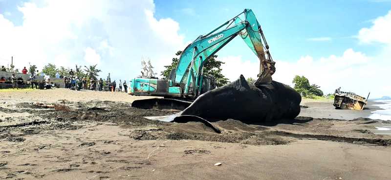 DIPASTIKAN PENYEBAB KEMATIANNYA : Evakuasi bangkai paus sperma di pesisir Pantai Yeh Malet, Karangasem, Kamis (dewa ayu pitri arisanti/radar bali)