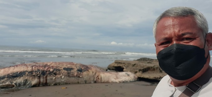 JUMBO: Seekor ikan paus ukuran jumbo yang terdampar di Pantai Batu Lumbung Tabanan akhurnya dikubur pada Minggu (2/4/2023)