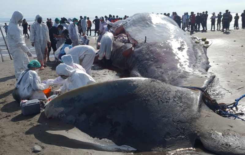 JADI INDIKATOR KONDISI LAUT KITA : Ikan paus sperma paus sperma yang terdampar di Pantai Yeh Leh.ini ada cacing di saluran pencernaannya. [M.Basir/radar bali]