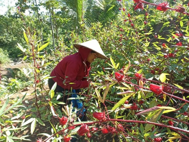 POTENSI PENDAPATAN: Lahan pertanian milik Gabungan Kelompok Wanita Tani (Gapokwatan) Lumbung Rasa, Desa Pitra, Penebel Tabanan yang ditanami bunga rosella. Foto: Juliadi/Radar Bali