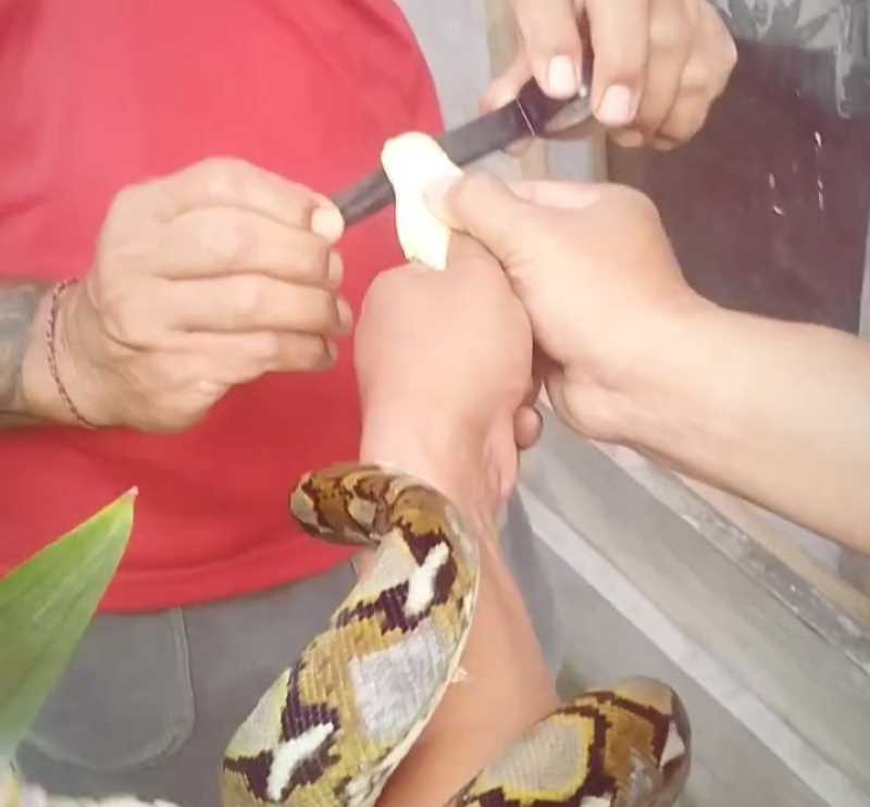 DILAKBAN MULUTNYA : Ular piton pemangsa burung puter di Tanjung Benoa, akhirnya ditangkap. (foto:nonik/radar bali)