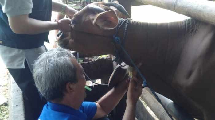 DIAMBIL SAMPEL DARAHNYA : Pengambilan sampel darah sapi di peternakan warga seputaran Banjar Sawe, Des Batuagung.(foto:istimewa)