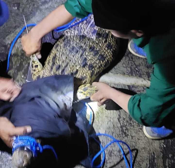 BERAT DI ONGKOS MAKAN : Buaya yang diserahkan kepada BKSDA Bali di Desa Gumbrih, Pekutatan, Jembrana, ditangkap malam hari.  (foto:BKSDA Bali).