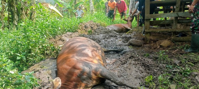 CEK LAB: Sapi milik warga yang mati secara mendadak diduga karena bloat atau perut kembung, diambil sampel organ dalamnya dicek ke laboratorium Balai Besar Veteriner (BBVet) Denpasar.