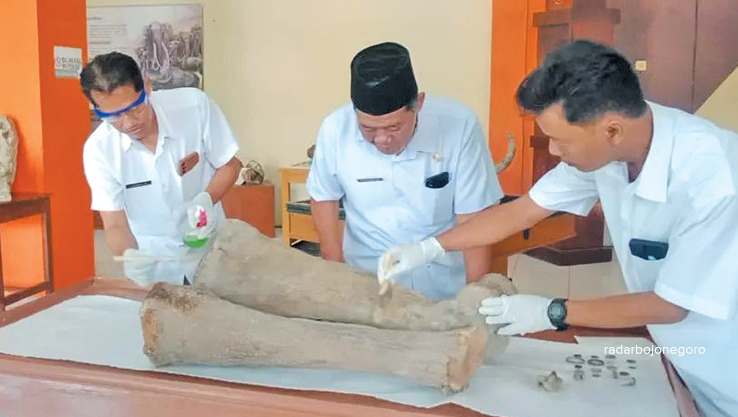 MERAWAT: Tim Dinporabudpar Blora melapisi dua fosil tulang gajah purba di Rumah Artefak Blora. (LUKMAN HAKIM/RDR.BLORA)